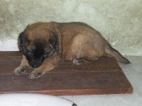 CHIOT