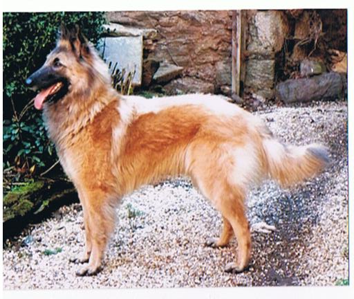 Belle du Plessis d'Anjou