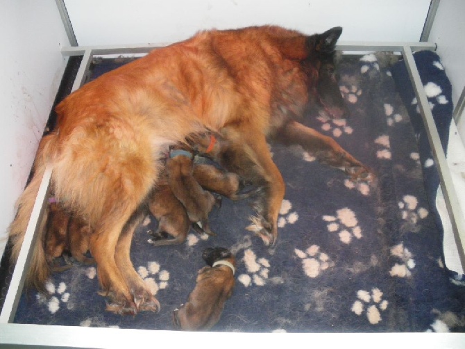 naissance des chiots