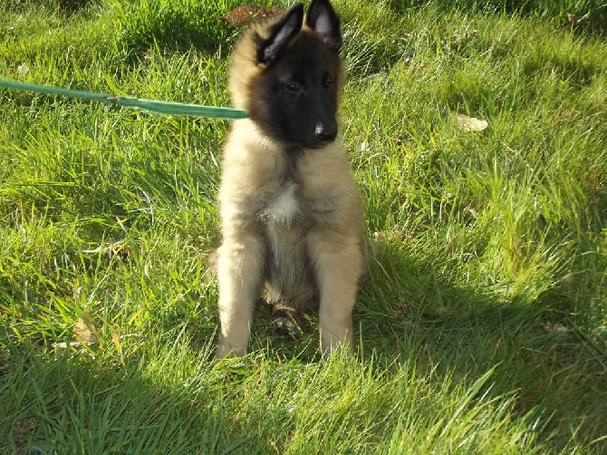 magnifique chiot berger belge tervueren