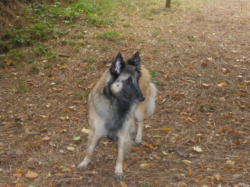 chiots d'alia