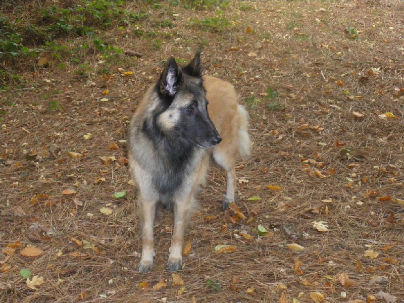 alia