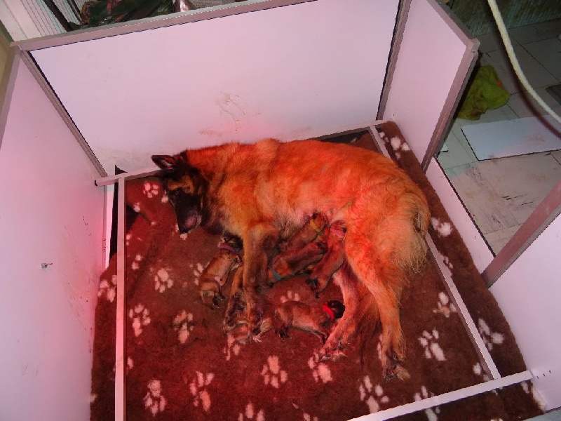 Chiot Berger Belge du Plessis d'Anjou